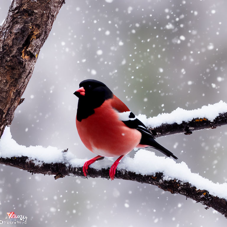 Colorful Bullfinch on Snow-Covered Branch in Winter