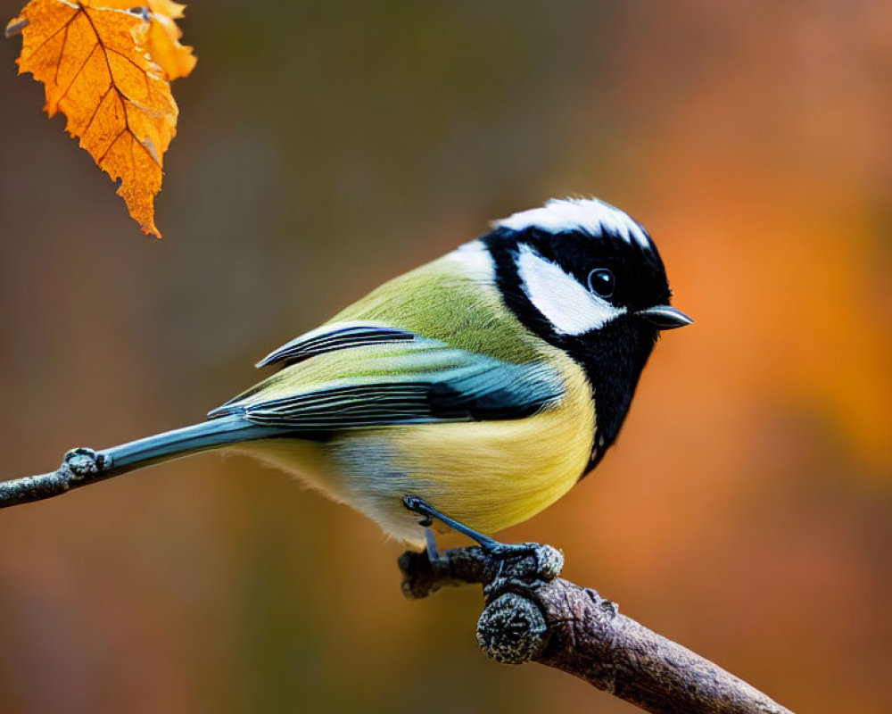 Colorful Great Tit Bird Perched on Twig with Orange Leaf in Autumn Scene