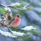 Red and black bird on snow-covered pine branch with red berries and snowfall