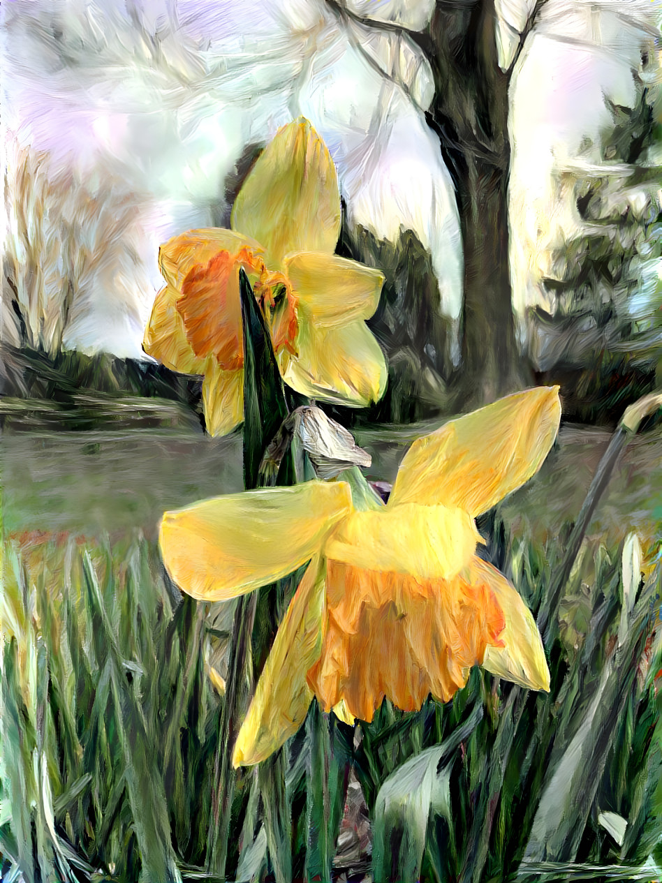 More Daffodils