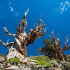 Ancient Bristlecone Pine Trees in Arid Mountain Landscape