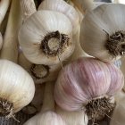 Fresh garlic bulbs with cloves in natural light on wooden surface