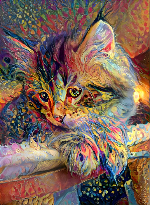 Kitten - colorful 