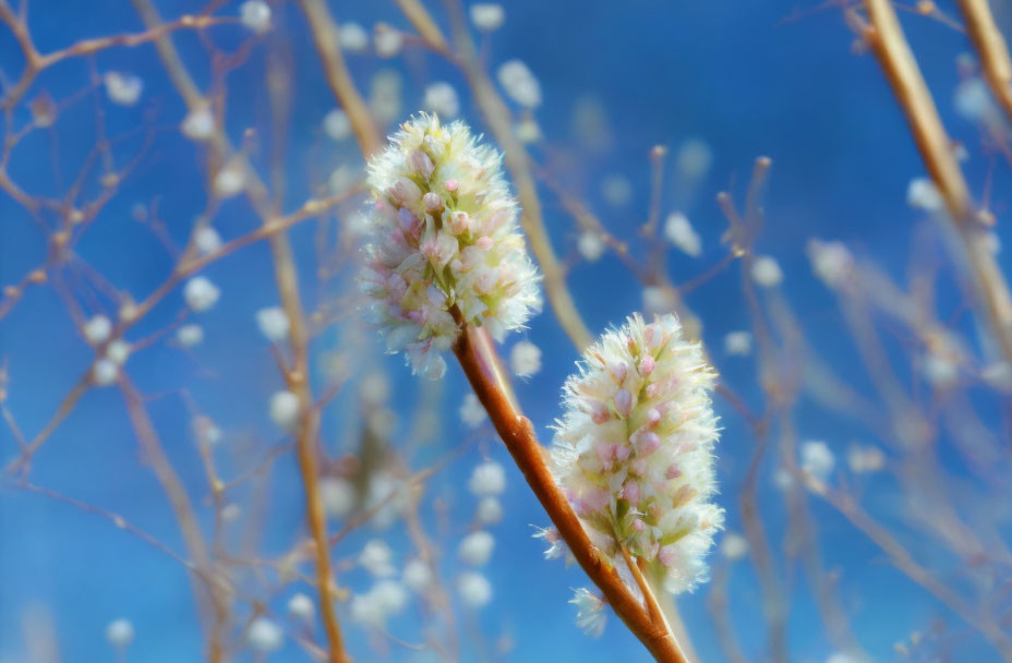 White pussy willow catkins bloom under clear blue sky in spring