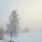 Frost-covered tree in serene winter scene with faint animal silhouette