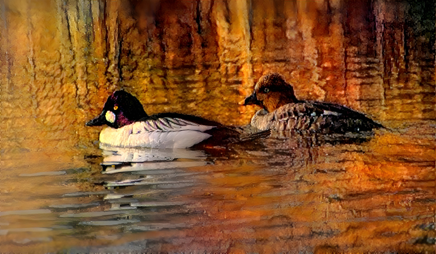 Pair of Common Goldeneye ducks - v2