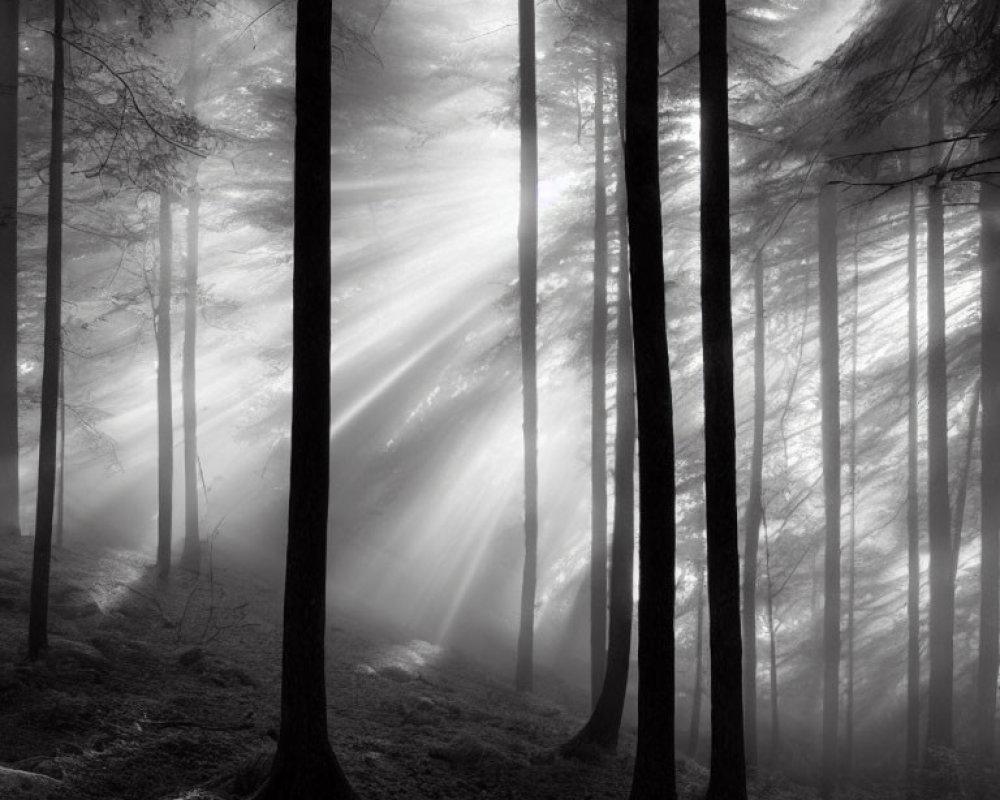 Sunbeams filter through tall trees in misty forest.