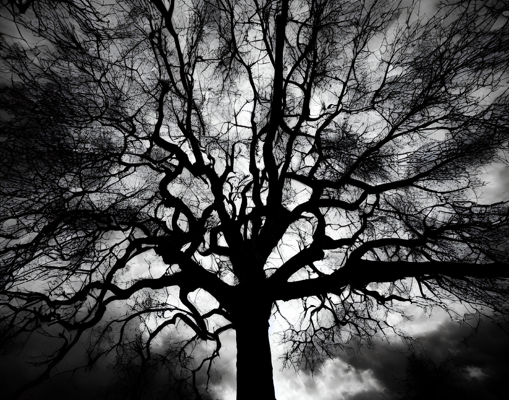 Leafless Tree Silhouette Against Cloudy Sky: Moody and Dramatic Atmosphere