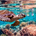 Colorful Underwater Scene with Manatee, Coral, Starfish, and Tropical Fish