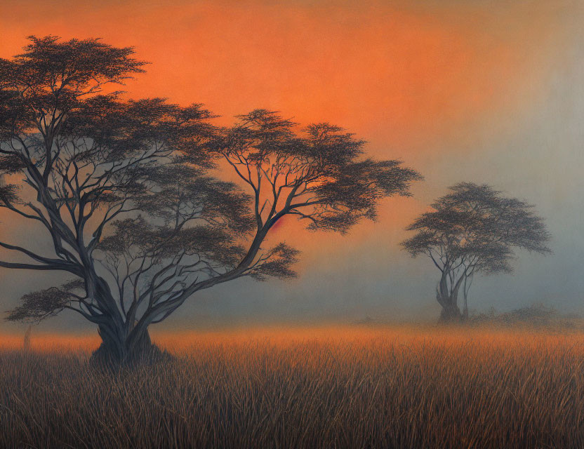 African savanna sunrise or sunset with silhouetted Acacia trees