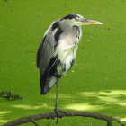 Great Blue Heron Standing on One Leg Above Green Pond with Lush Foliage