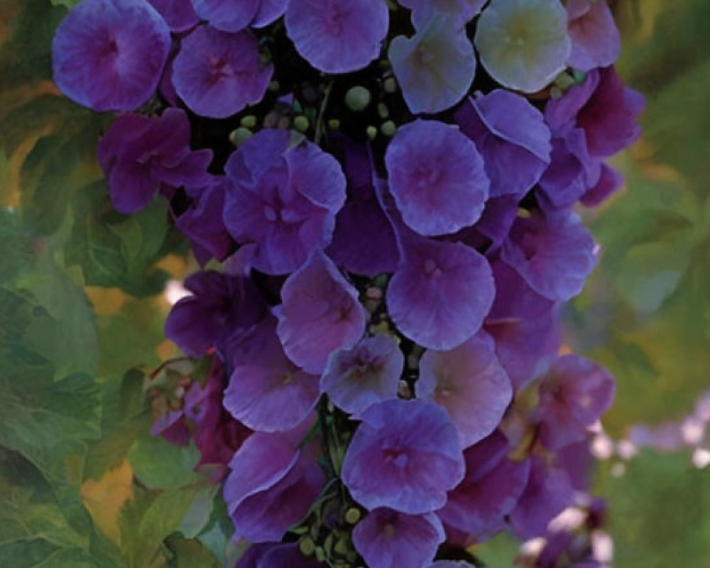 Vibrant purple and pink hydrangea blossoms with green leaves