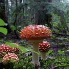 Vivid Digital Artwork of Enchanting Forest with Fantastical Mushrooms