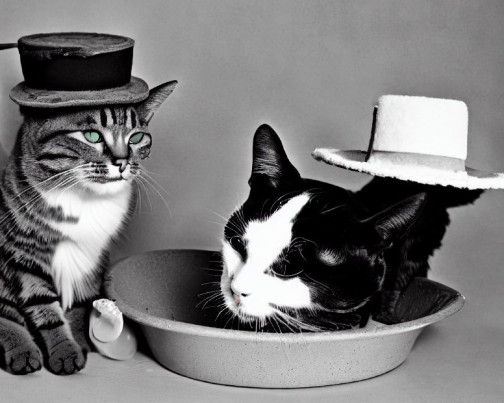 Two cats in stylish hats: black top hat and white hat, inside a large grey hat