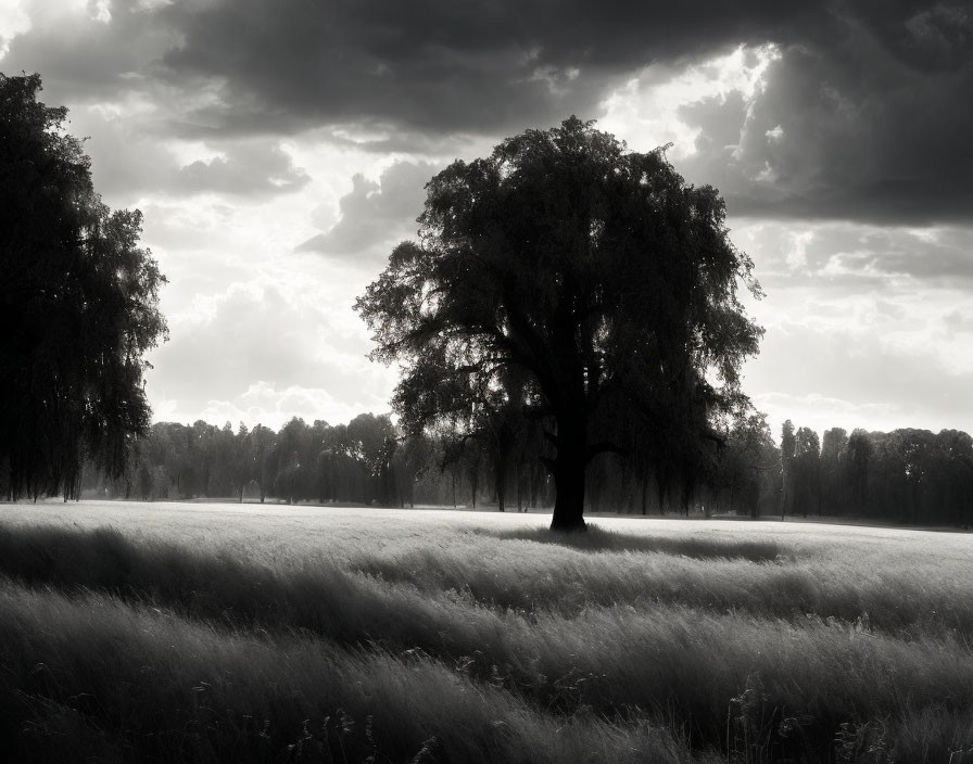 Monochrome landscape with solitary tree in field under dramatic sky