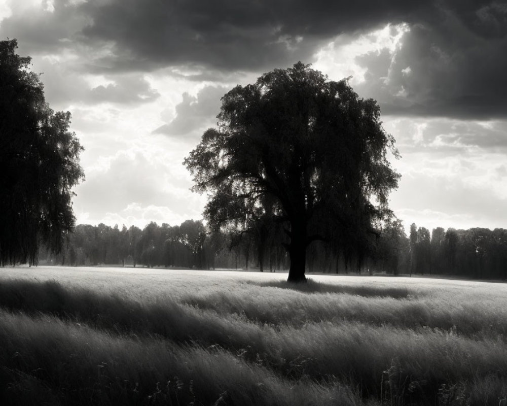 Monochrome landscape with solitary tree in field under dramatic sky