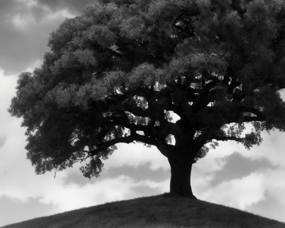 Majestic solitary tree on hill under dramatic grayscale sky