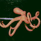 Symmetrical octopus illustration in cosmic setting