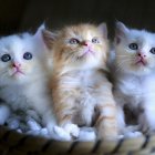 Three Cute Kittens in Teacup with Green Foliage