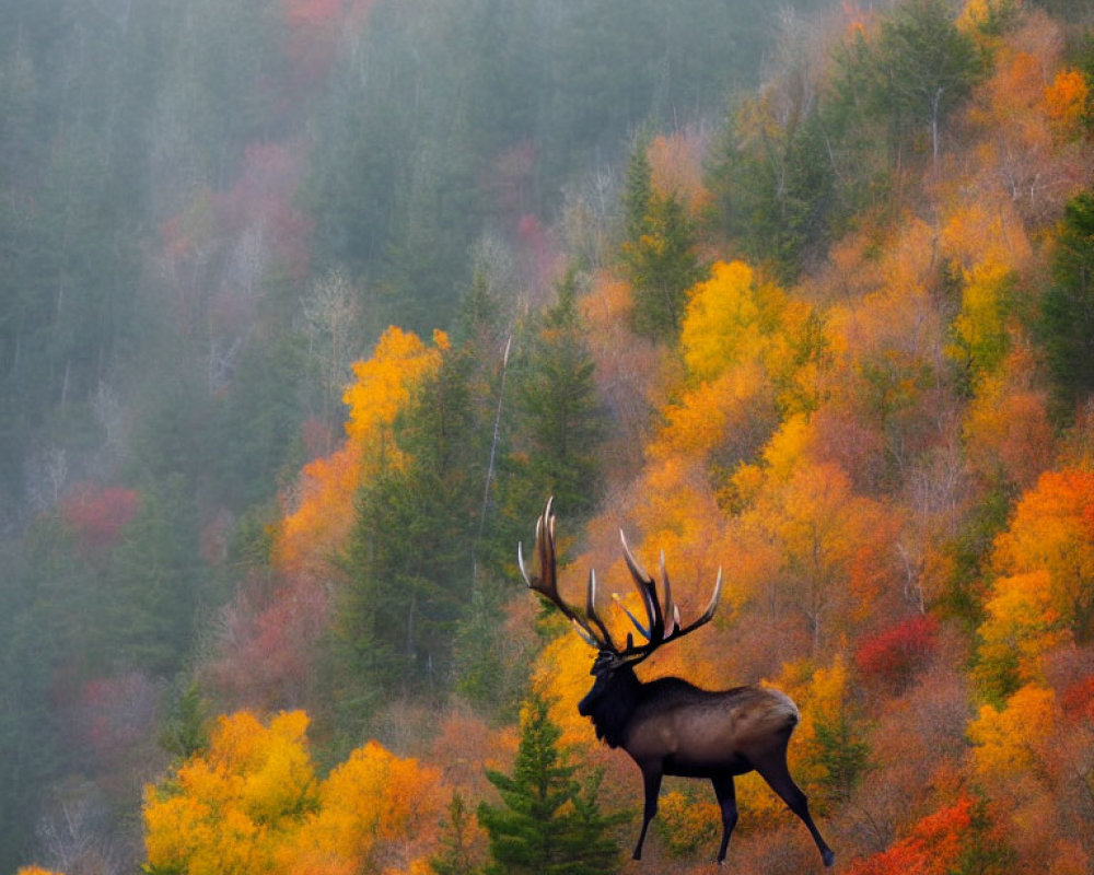 Majestic elk in misty autumn forest landscape