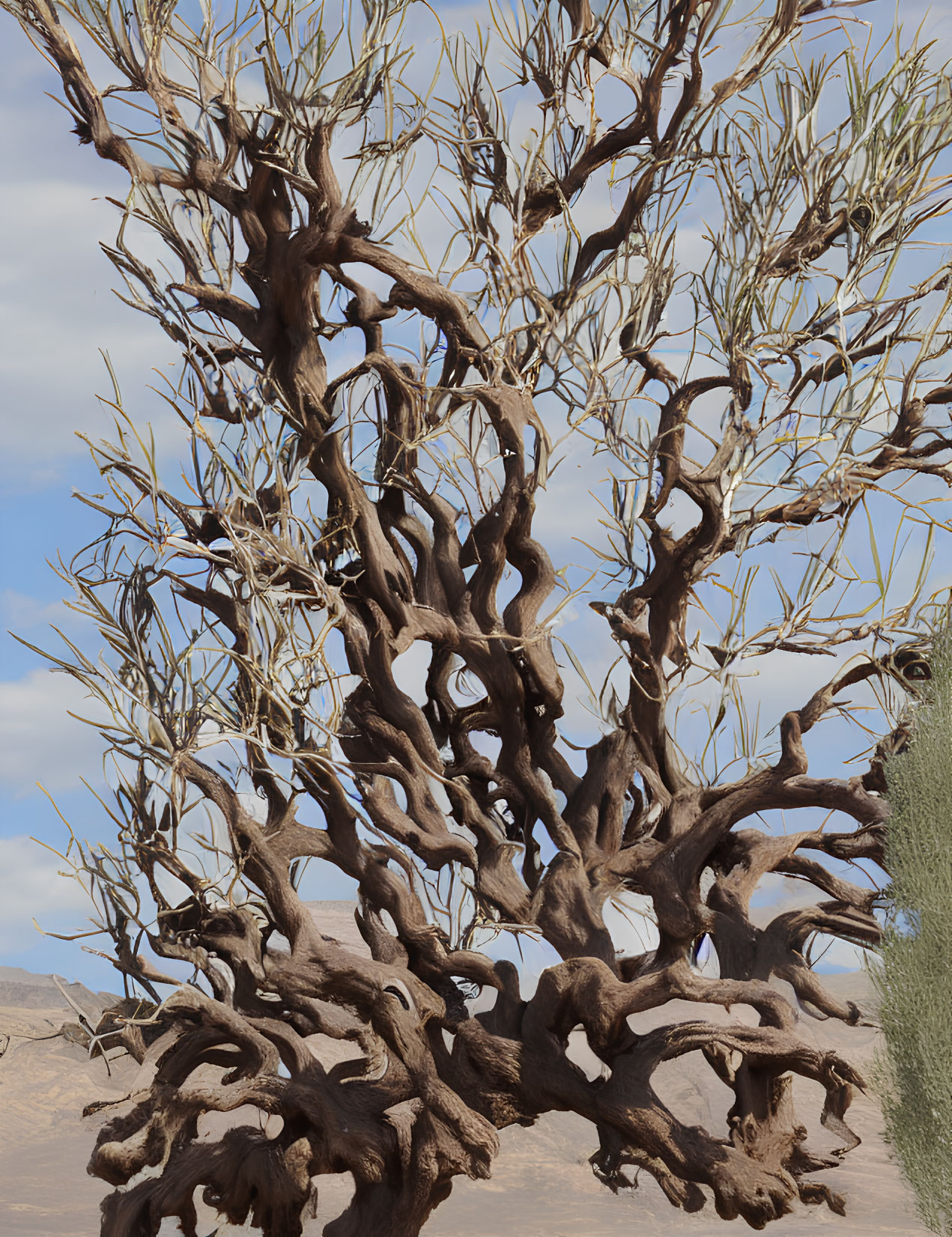 Twisted gnarled tree with dense branches in desert landscape