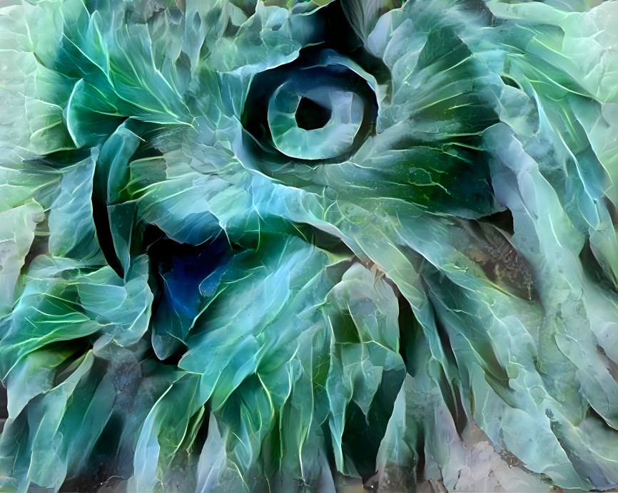 Cabbage Owl