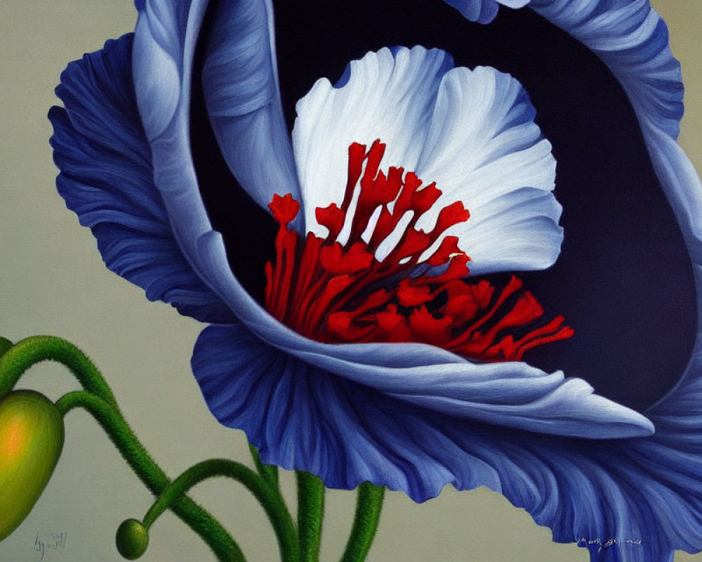 Detailed painting of blue poppy in full bloom with white edges and red center, next to green bud