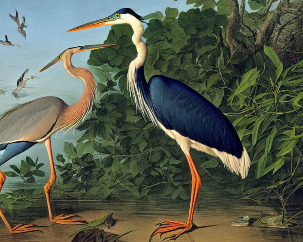 Vibrant illustration of two large herons with frog in greenery