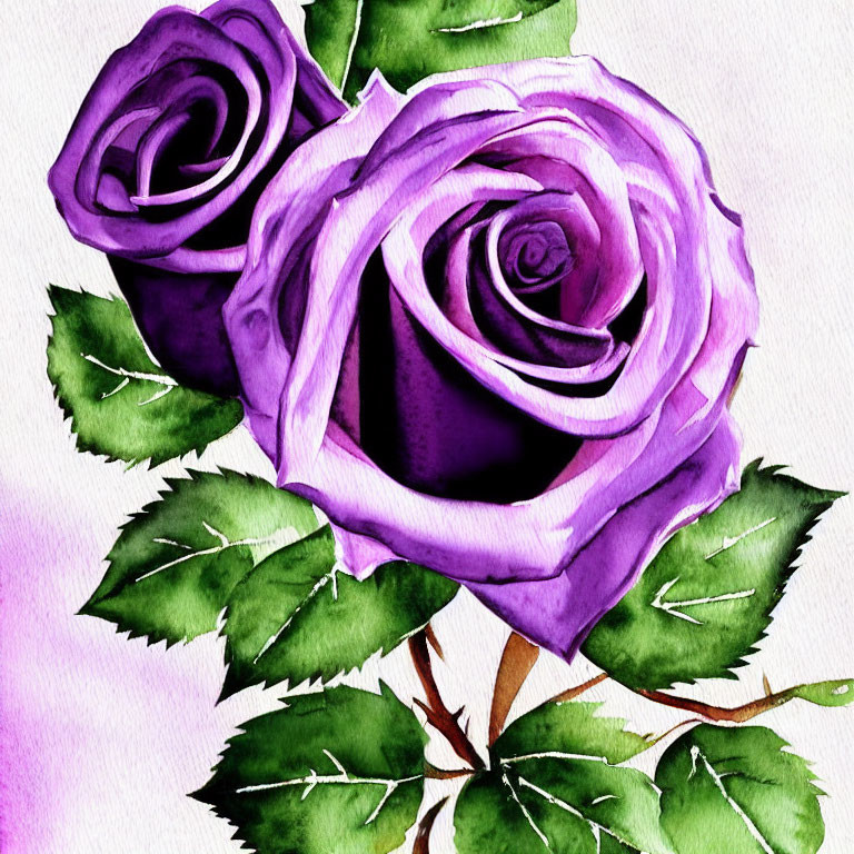 Purple Roses Watercolor Painting on White Background