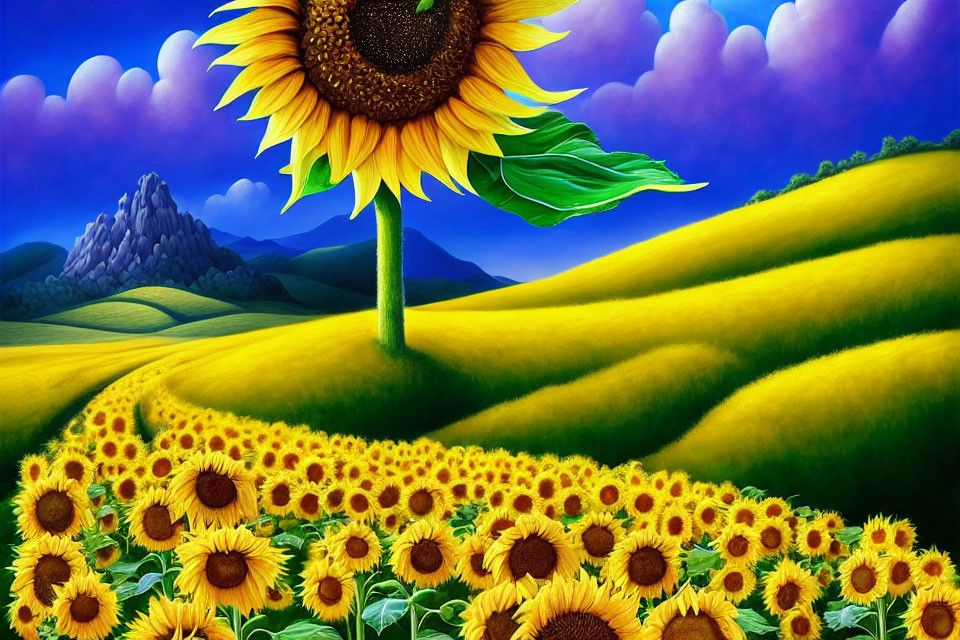 Sunny field of sunflowers with dominant flower, purple clouds, and distant mountains