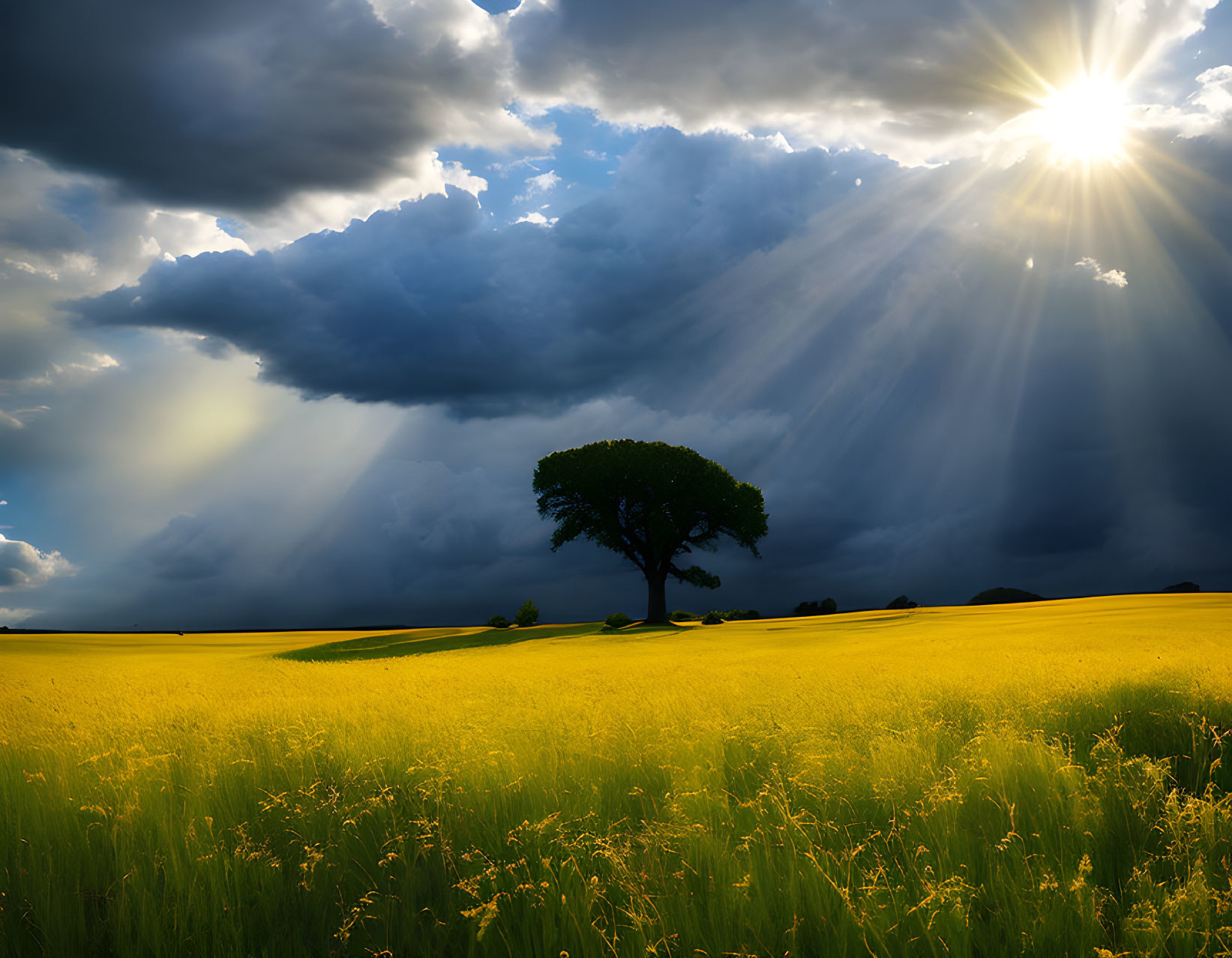 Solitary tree in vibrant yellow field under dramatic sky