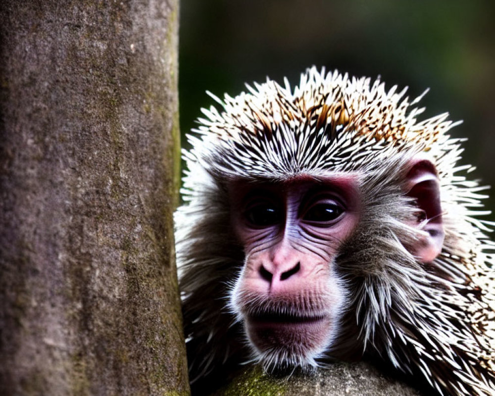 Curious monkey with white spiky hair behind a tree