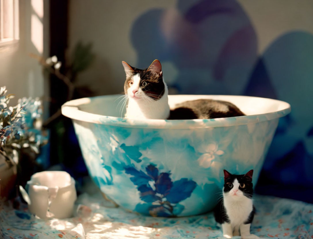 cat in aqua metal tub 2