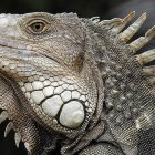 Hyper-realistic digital artwork: anthropomorphic iguanas with textured scales