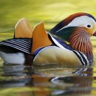 Vibrant mandarin duck in serene water with golden foliage and floating leaf