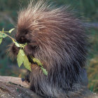 Detailed Close-Up of Porcupine with Sharp Quills and Gradient Fur Texture