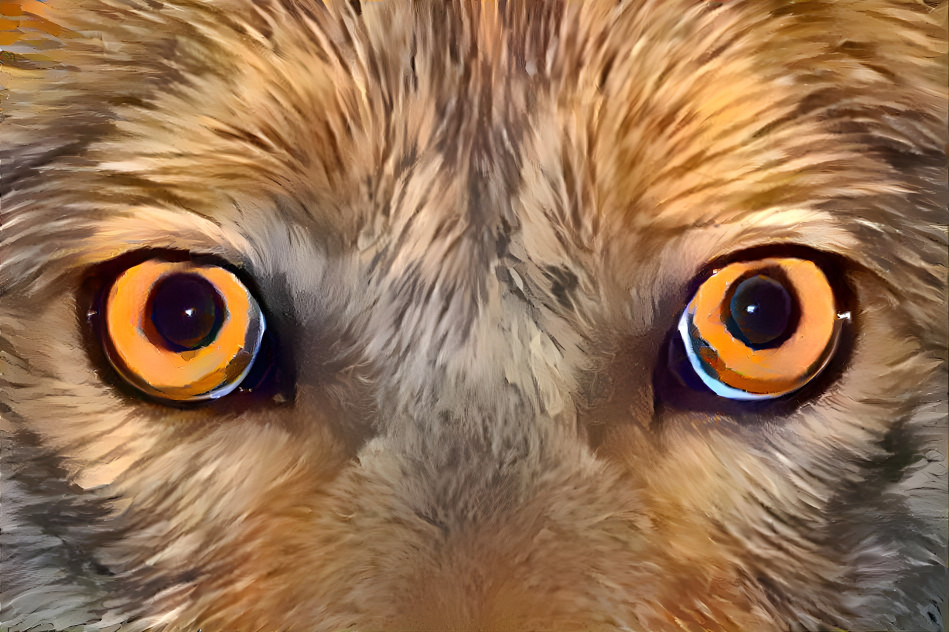 coyote eyes