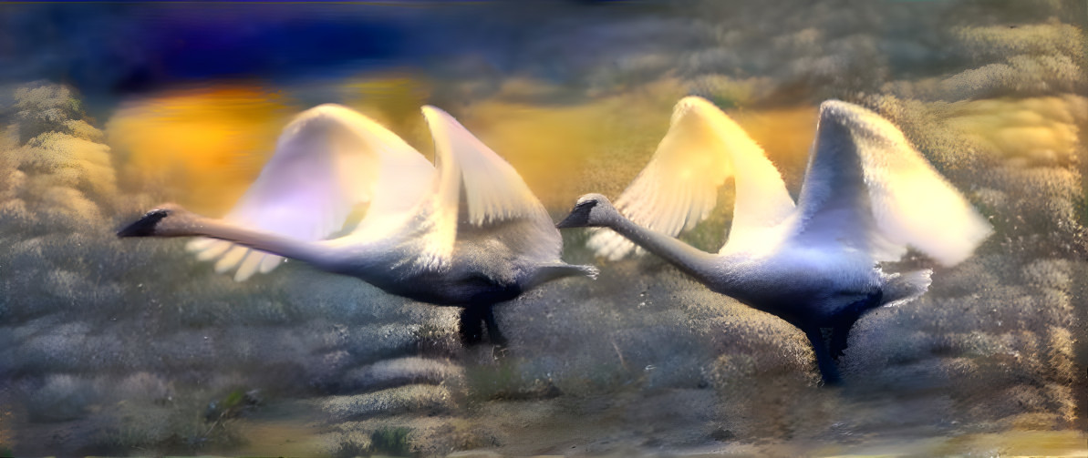 stormy swans 