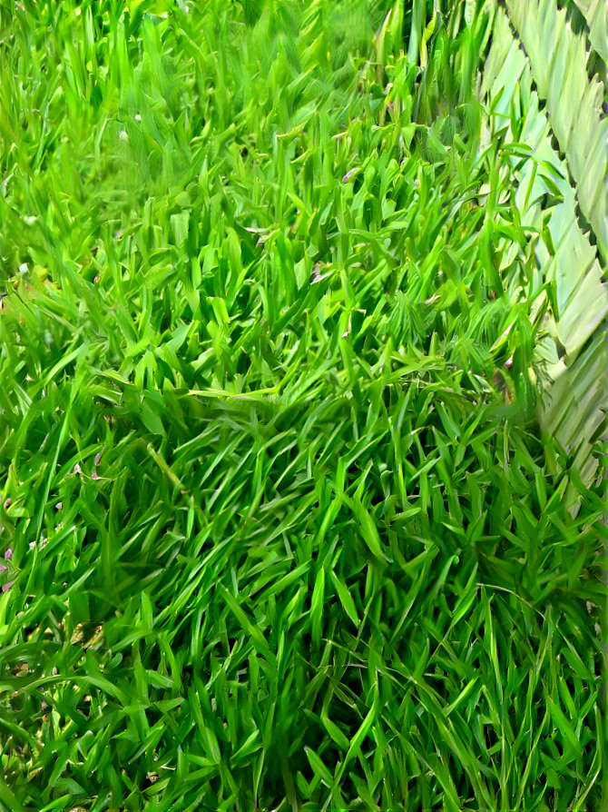 Beautiful thick green grass