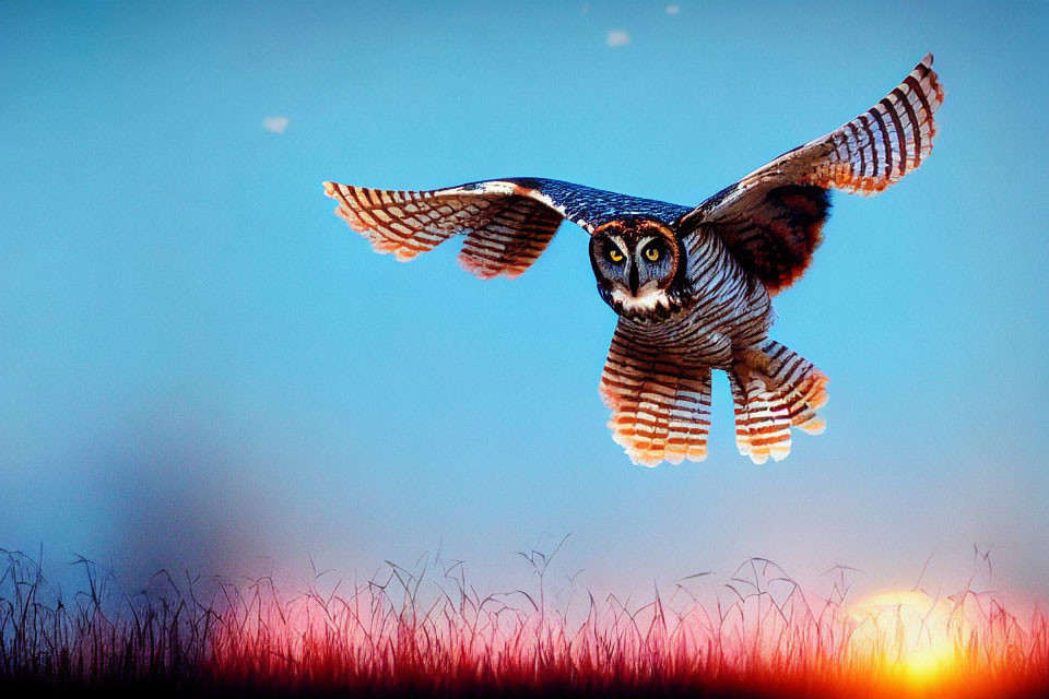 Majestic owl soaring in twilight sky over tall grass at sunrise