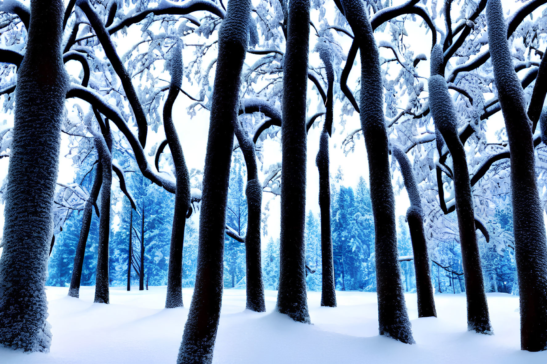 Serene wintry forest with snow-covered trees