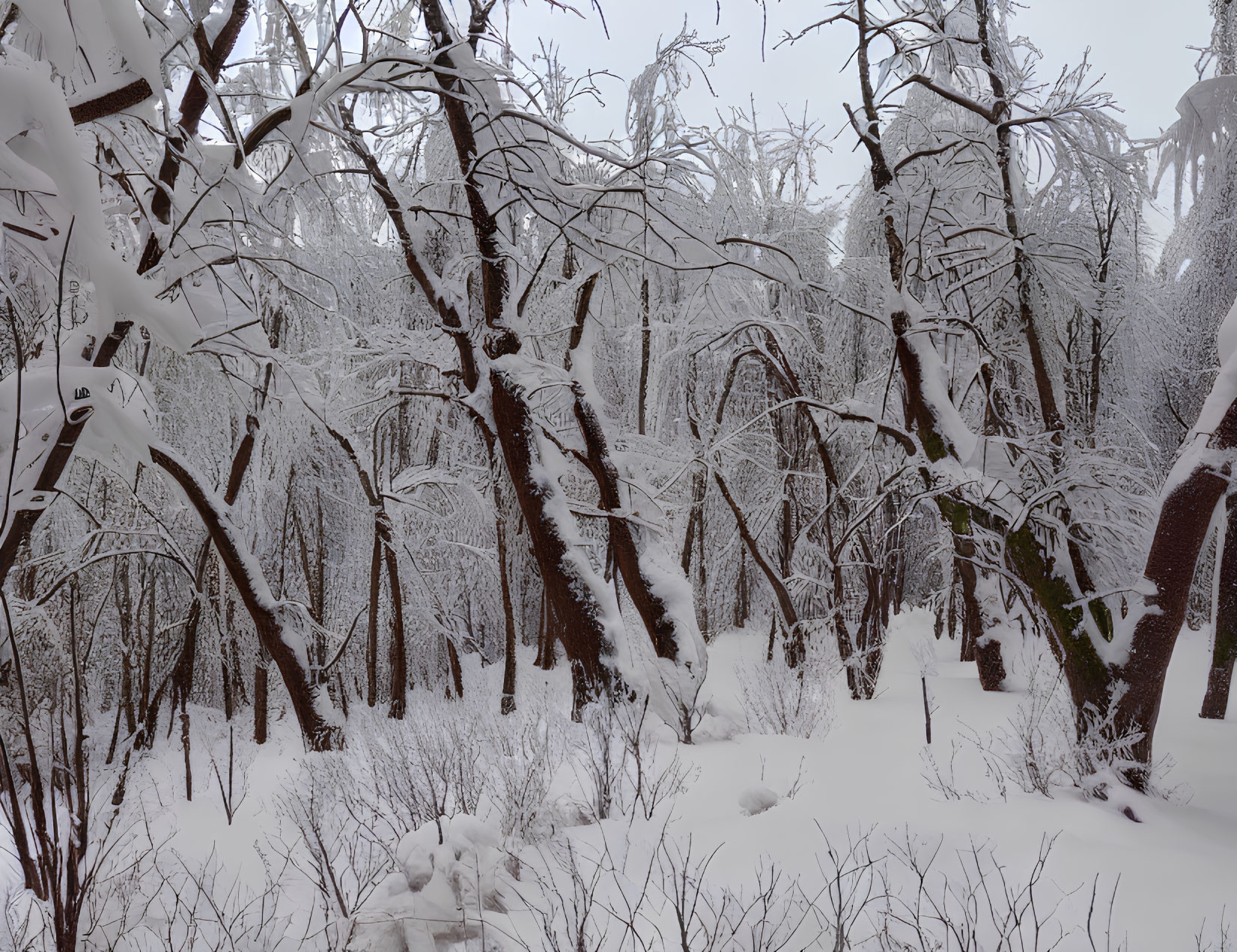Snow-covered leafless trees in dense winter forest