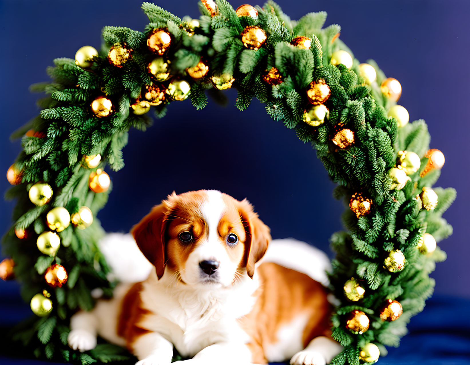 Puppy Wreath