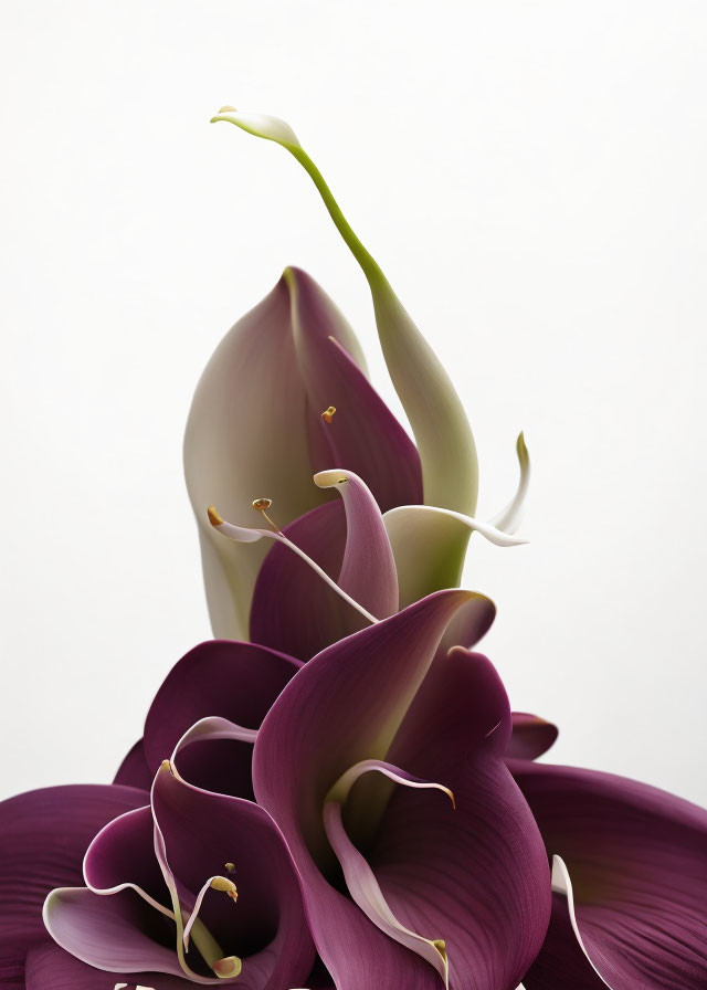 Purple Calla Lilies Close-Up with White Background