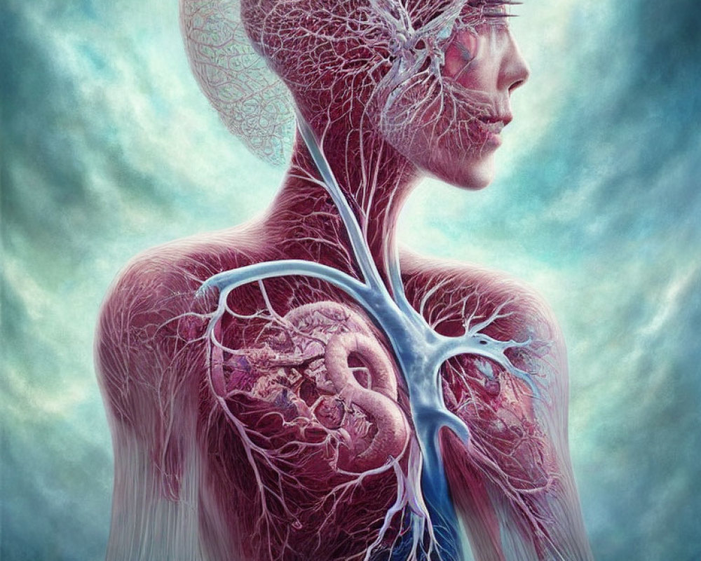 Detailed illustration of human circulatory system with heart, arteries, and veins on blue backdrop