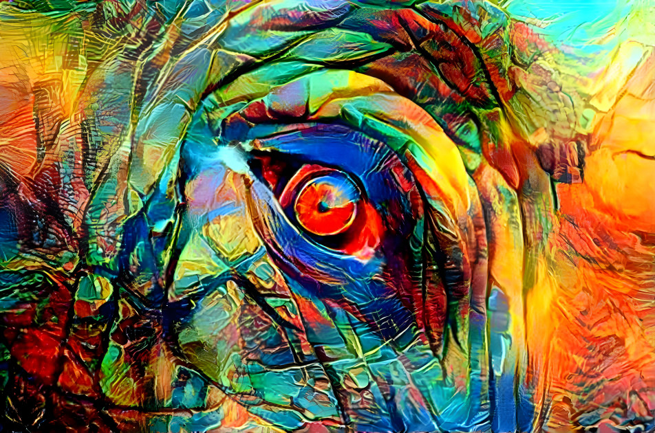 rainbow Elephant eye