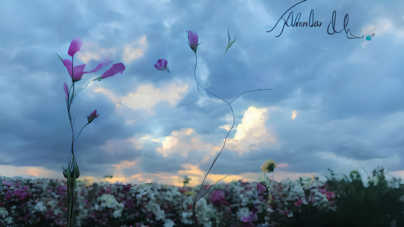 Tranquil dusk sky with delicate flowers and soft sunlight