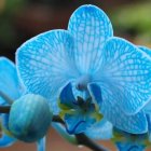 Blue and White Orchids with Distinct Petal Patterns on Soft Green Background