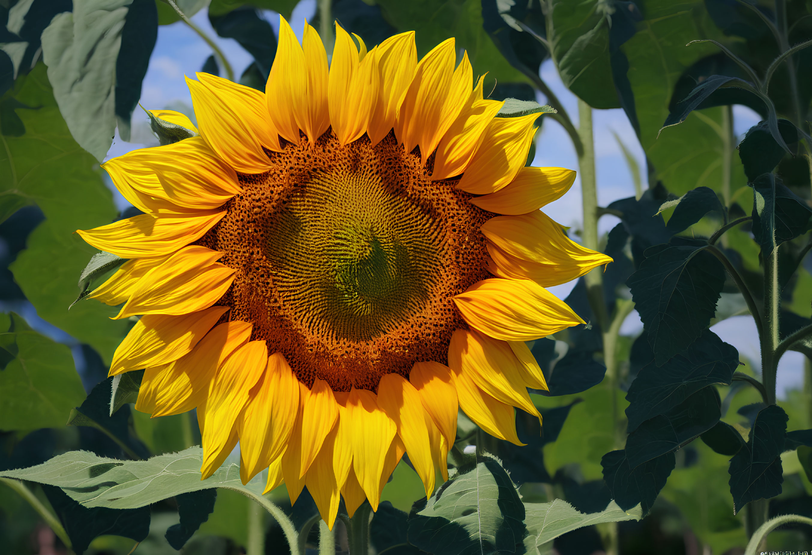 Bright Yellow Sunflower in Full Bloom Against Blue Sky