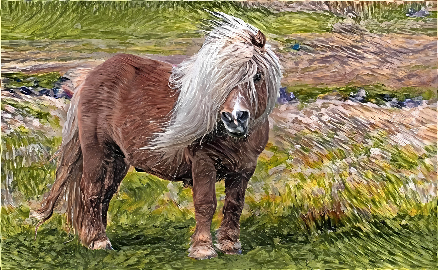 Shetland Pony in Shetland, Scotland